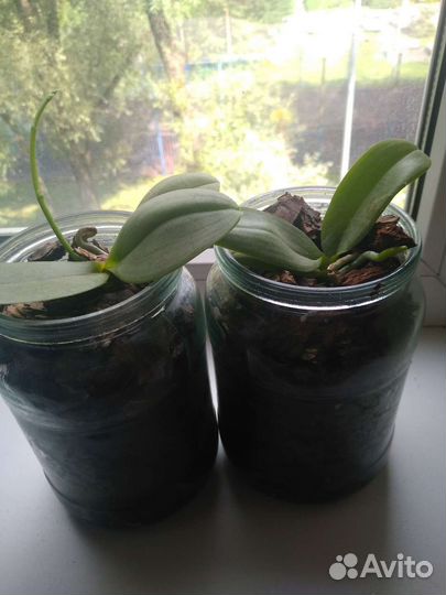 Орхидея фаленопсис