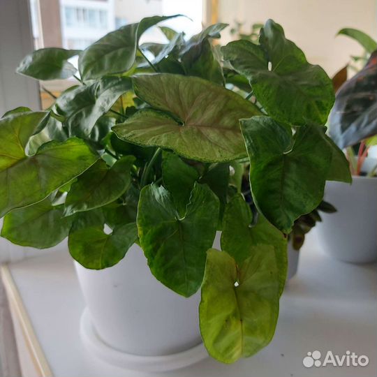 Сциндапсус