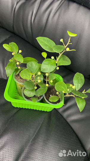 Фикус диверсифолия