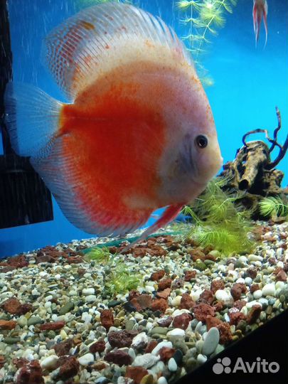 Дискус самец