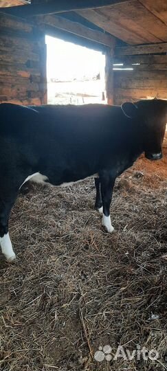 Телка 1.5 года