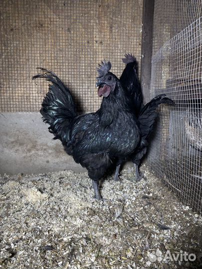 Петухи ухейилюй, маран