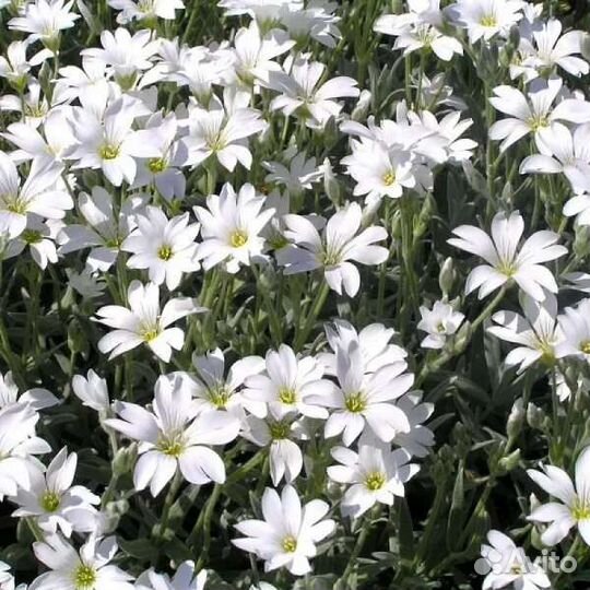 Растения для сада