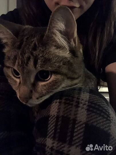 Передержка кошек, грызунов, птиц (опыт 4 года)