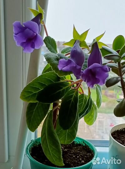 Разные цветы