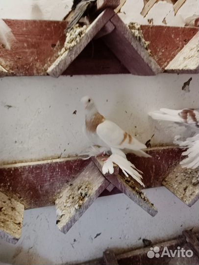 Продажа голубей