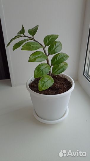 Замиокулькас