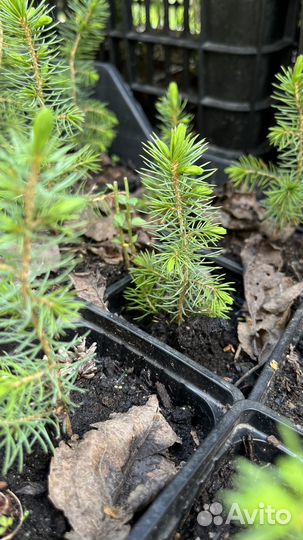 Ель оморика