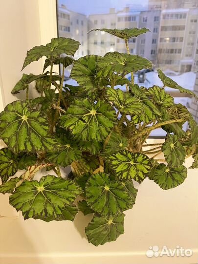 Бегония бауэра (тигровая)