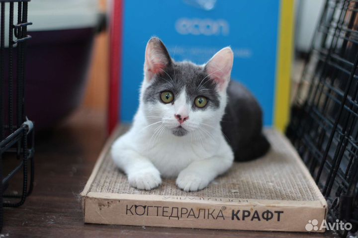 Котенок мальчик