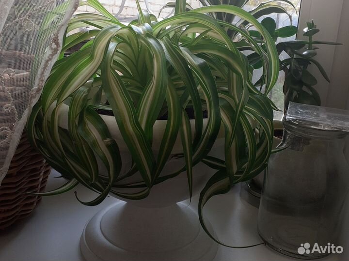 Хлорофитум кудрявый