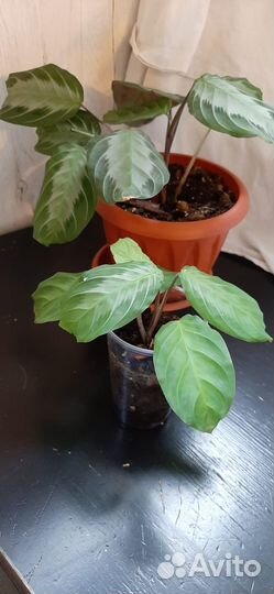 Маранта Сильвер бенд