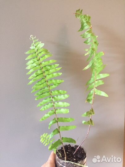 Нефролеписы сортовые