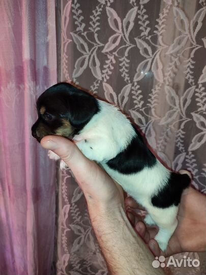 Щенки помесь таксы с йоркширским терьером