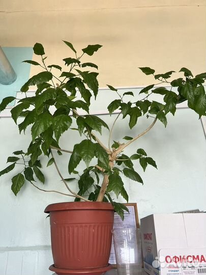 Гибискус китайская роза