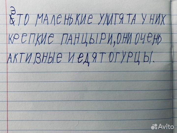 Улитки ахатины