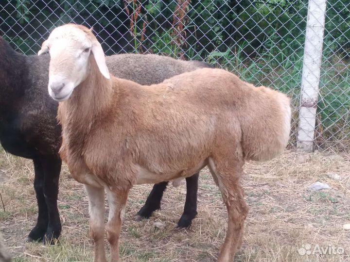 Курдючные бараны