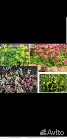 Цветы для сада много