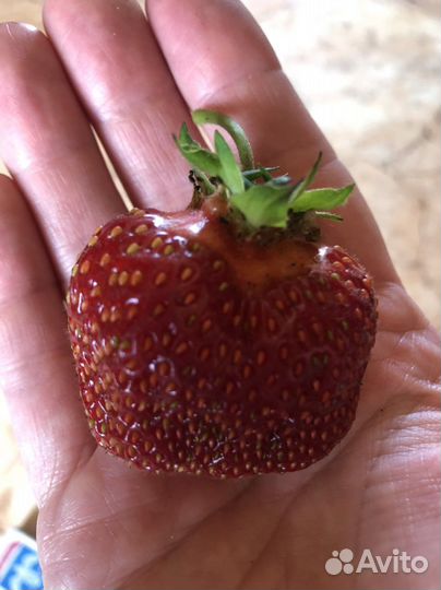 Рассада клубники усы