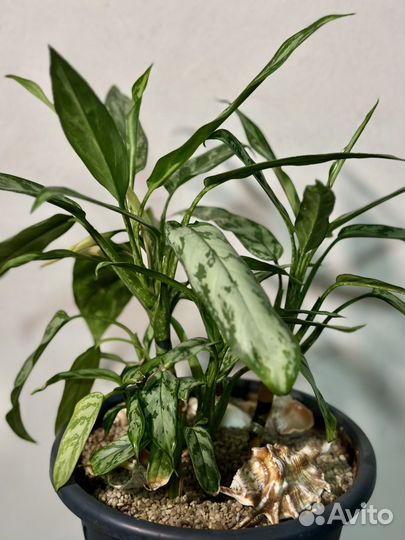 Домашние растения