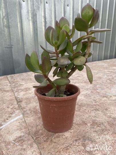 Толстянка(денежное дерево)