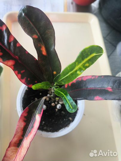 Кротон Мамми