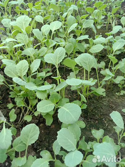 Рассада капусты