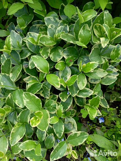 Полынь барвинок папоротник