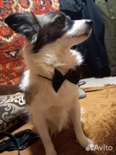 Вязка кобель