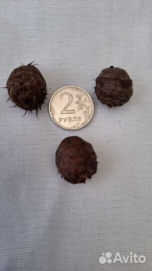 Чуфа земляной миндаль