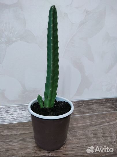 Цветы стапелия