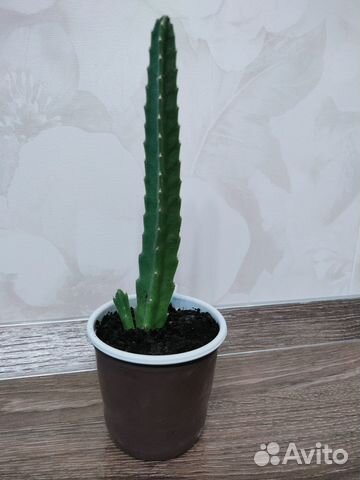 Цветы стапелия