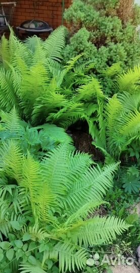 Папоротник садовый