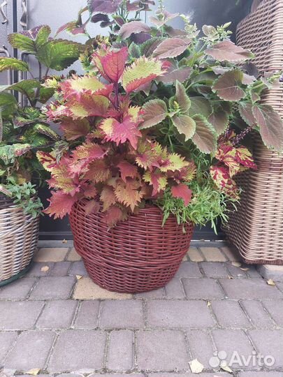 Кашпо и корзинки из ротанга