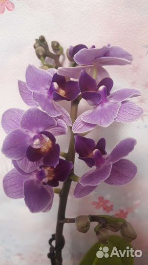 Орхидея виолет квин