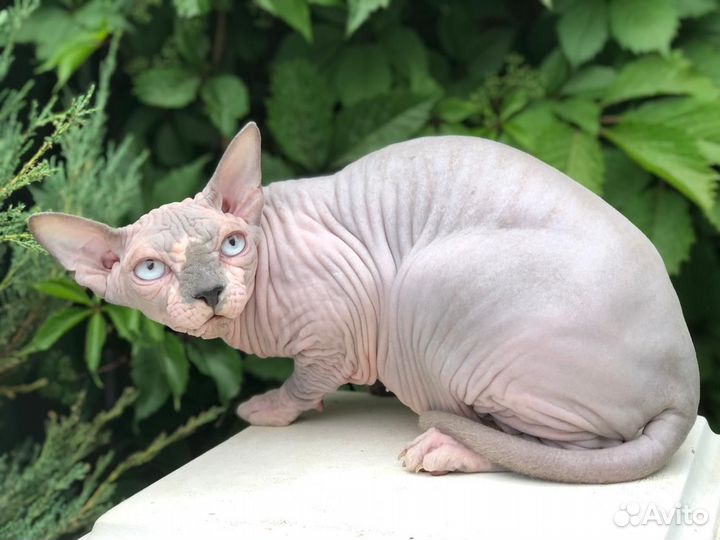 Канадский сфинкс