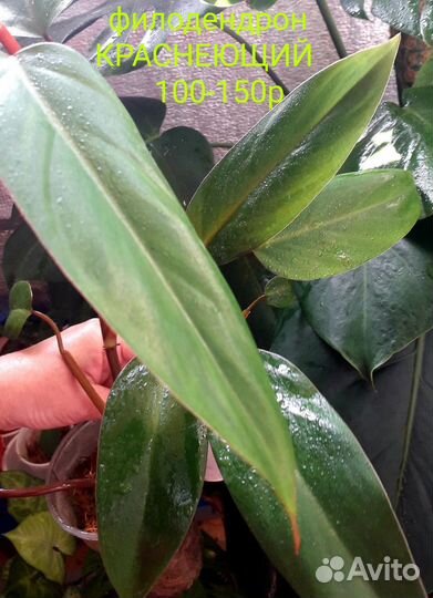 Комнатные растения