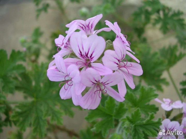 Пеларгония герань