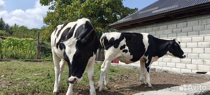 Корова высокоудойная стельная