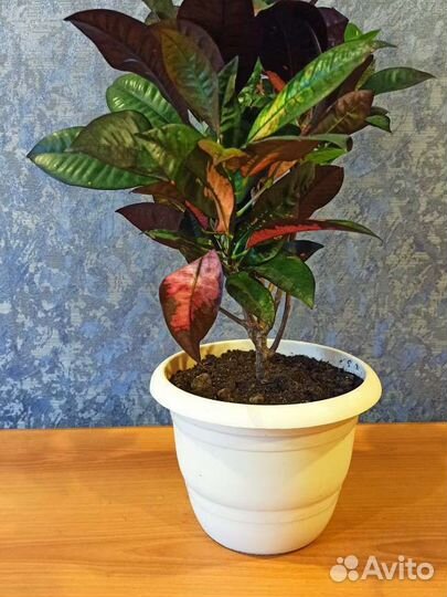 Сортовые кротоны