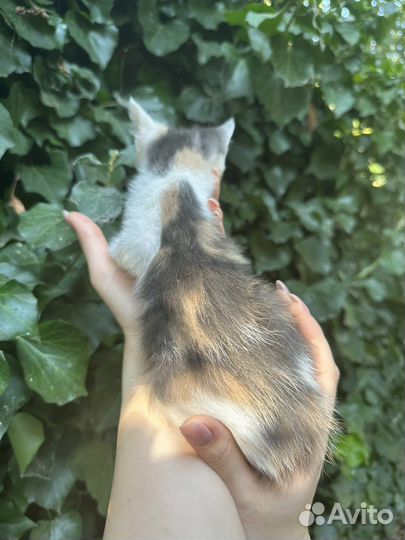 Кошка трехцветная