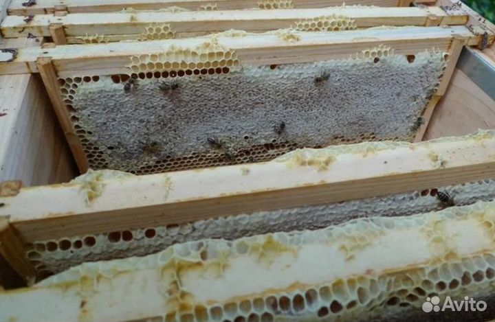 Мед Алтайский оптом