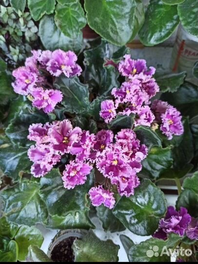 Сортовые фиалки