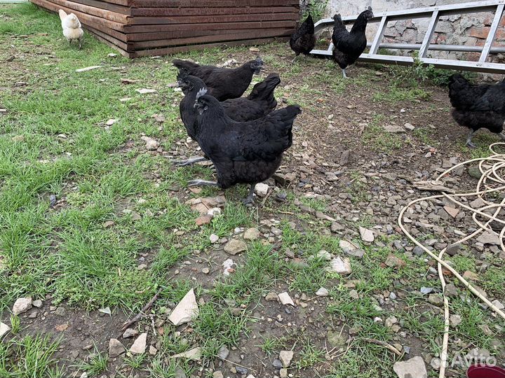 Куры ухейилюй китайские