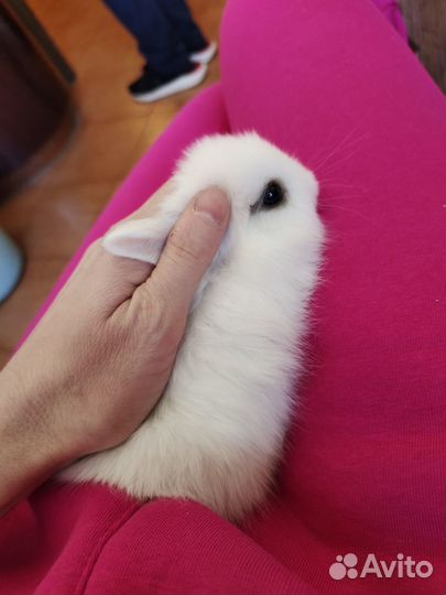 Карликовые кролики мини чистокровные