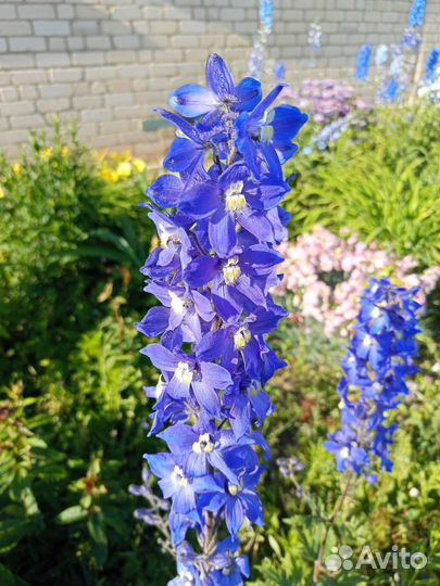 Многолетние цветы