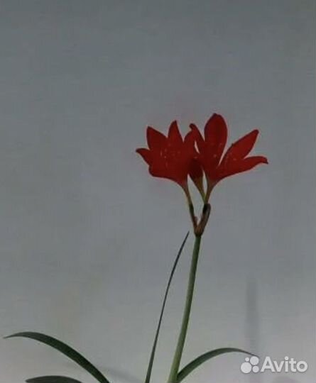 Гипераструм