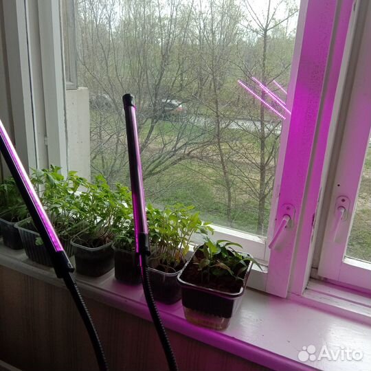 Фитолампа для растений