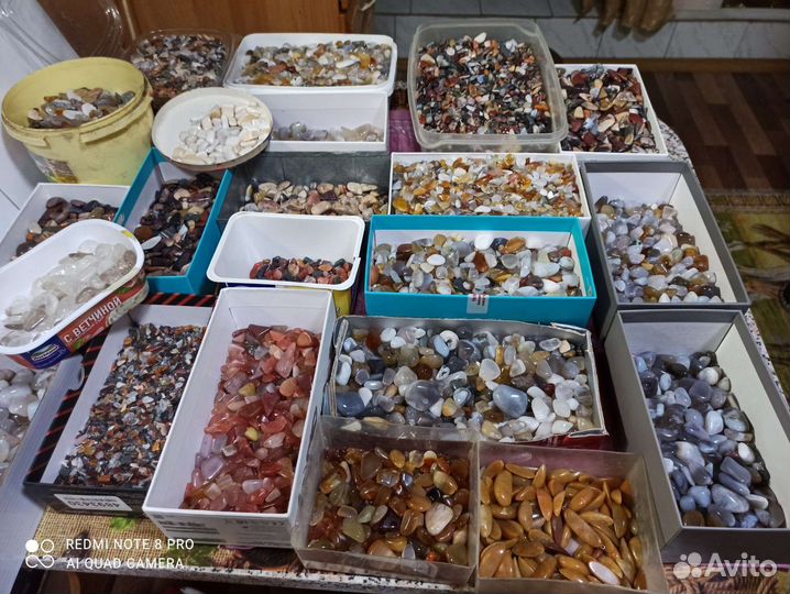 Крошка галтованная