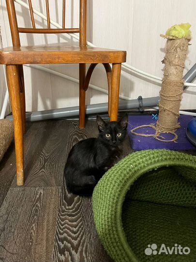 Черный мальчик (из приюта)